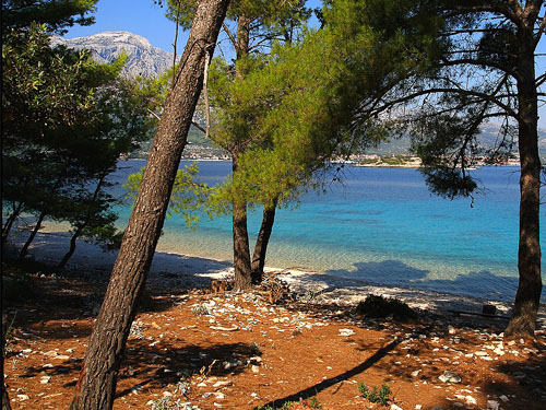 The coast of Badija is surrounded with rich vegetation