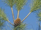 Pinus pinea on Korcula